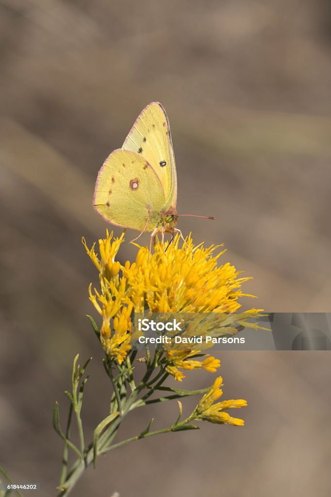 Alfalfa butterfly enjoys rabbitbrush nectar Chatfield State Park Colorado With his proboscis unrolled, a sulphur butterfly enjoys the nectar of rabbitbrush along the South Platte River in Chatfield State Park outside Denver, Colorado. Autumn Stock Photo