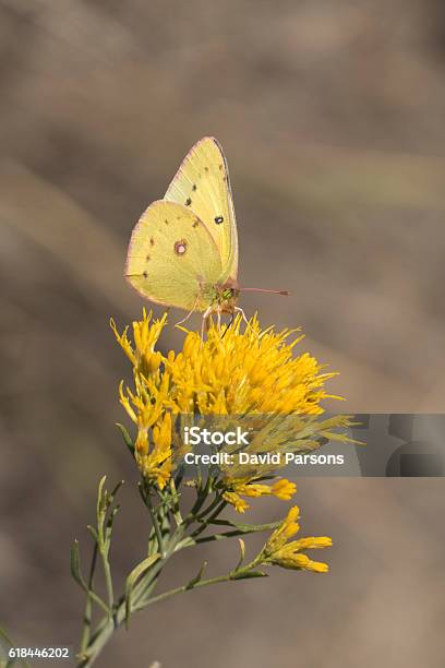 Alfalfa Butterfly Enjoys Rabbitbrush Nectar Chatfield State Park Colorado Stock Photo - Download Image Now