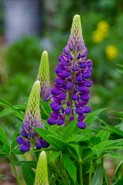 istock Lupine Plants in Full Bloom 618446446