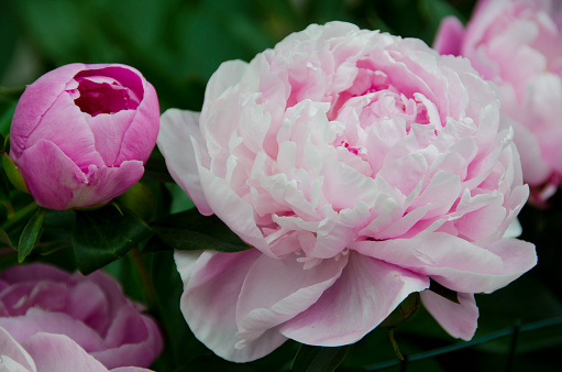 A garden full of surprises offers up an area full of colorful peony (Paeonia) plants, all in full bloom.