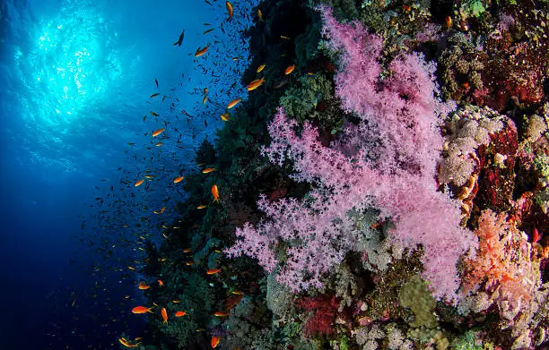 A Coral Reef in Egypth