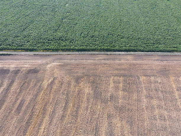 istock Border between fields of wheat and sunflowers 618447852