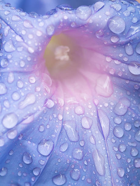 istock Morning glory flowers wet with rain 618447876