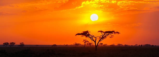 savanna sunrise et acacia tree dans le serengeti, tanzanie afrique - african sunrise photos et images de collection