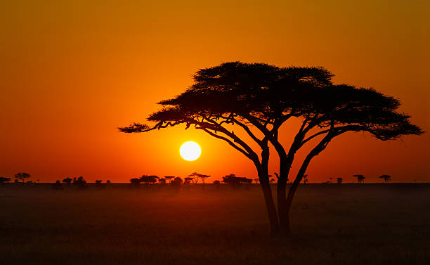 Serengeti Sunrise, Acacia Tree in Africa Serengeti Sunrise Acacia Tree  acacia tree photos stock pictures, royalty-free photos & images