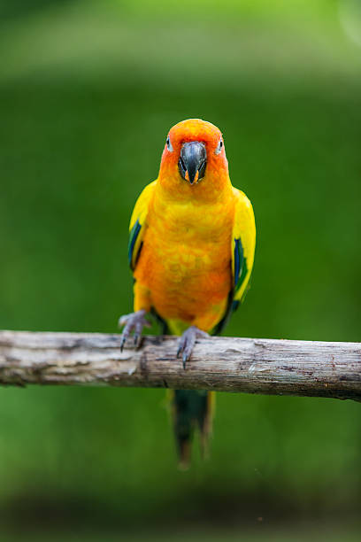 istock Colorful yellow parrot, Sun Conure 618448884