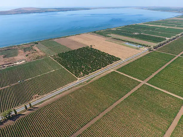 Grape orchards bird's-eye view. Vine rows. Top view on the garden on a background of the estuary, village and sky.