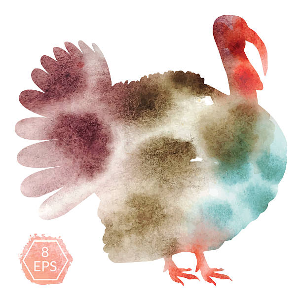 ilustrações, clipart, desenhos animados e ícones de peru de aquarela. vetor. - turkey white background bird thanksgiving