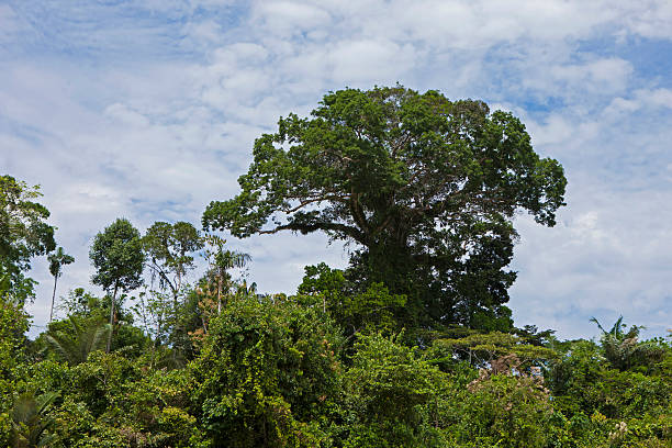 The Tuichi Bolivian Amazon River is a river, a tributary of the Beni River, which runs through the department of La Paz