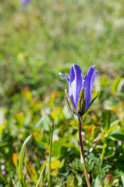 istock Beautiful Bellflower flowers in nature 618451120