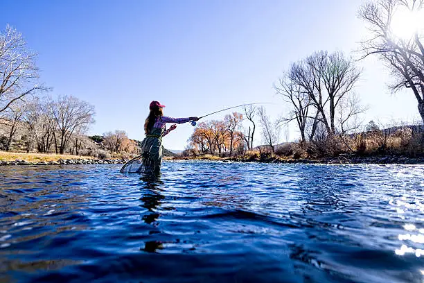 Woman Fly Fisher Casting and Catching Fish - Eagle River private stretch of water.