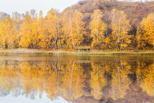 lake of autumn, birch trees reflection in the water