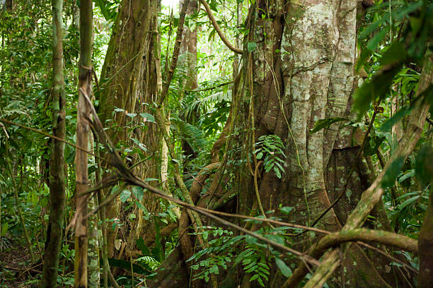 istock Madidi National Park Bolivian Amazon 618452242