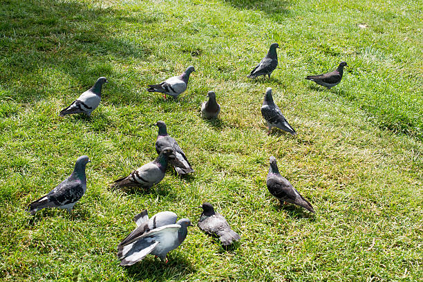 istock Beautiful pigeons on green grass 618452266