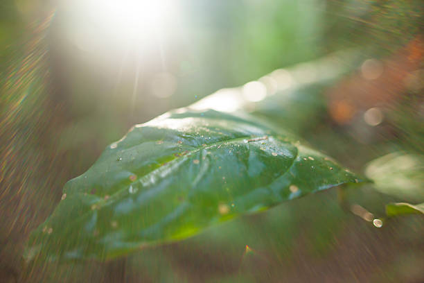 Abstract macrophotography of raindrops on a leaf in nature.