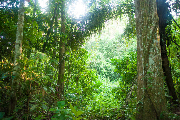 istock Madidi National Park Bolivian Amazon 618452850