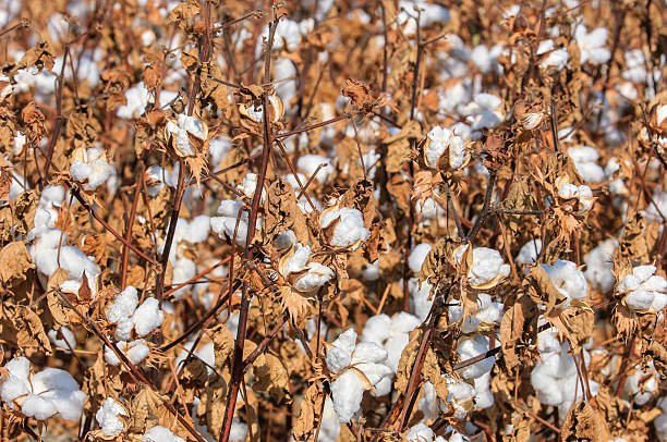 istock Close-up of Cotton Bolls Ready for Harvest 618453012