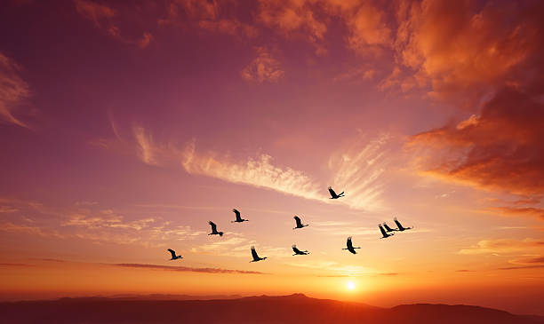 istock Birds flying at sunrise over the mountains 618453158