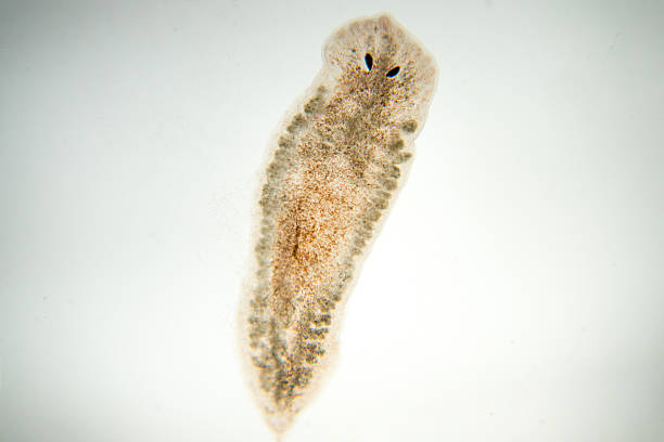 Planarium 440+ Planarian Stock Photos, Pictures & Royalty-Free Images - iStock