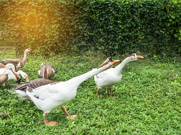 istock White domestic brown chinese gooses 618454056