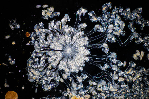 The rotifer The rotifer (Rotifera, commonly called wheel animals) make up a phylum of microscopic and near-microscopic pseudocoelomate animals. rotifera stock pictures, royalty-free photos & images