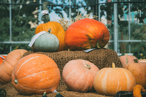 istock Pumpkins of different varieties and colours 618454290