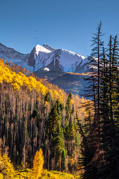 istock Golden Aspens at Autumn 618454312