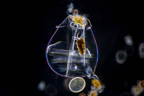 The rotifer The rotifer (Rotifera, commonly called wheel animals) make up a phylum of microscopic and near-microscopic pseudocoelomate animals. rotifera stock pictures, royalty-free photos & images