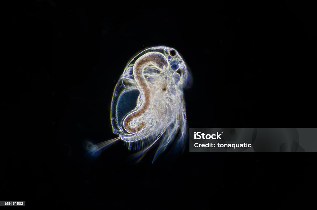 Water Fly Microscope Water Flea Under Microscope View Stock Photo - Download Image Now ...