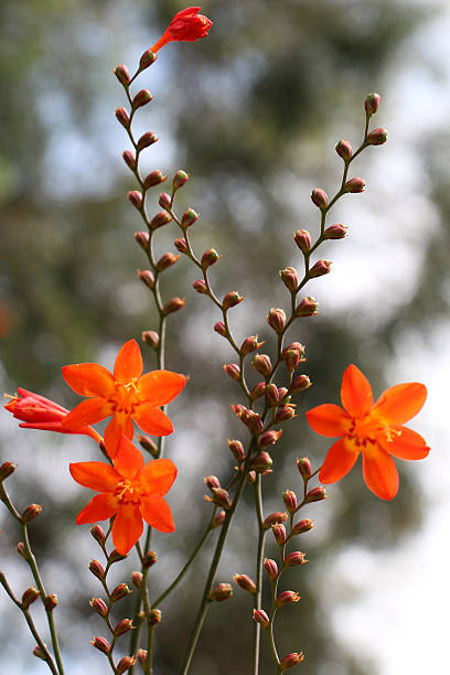 自然の中で美し�いクロコスミアの花 - クロコスミア ストックフォトと画像