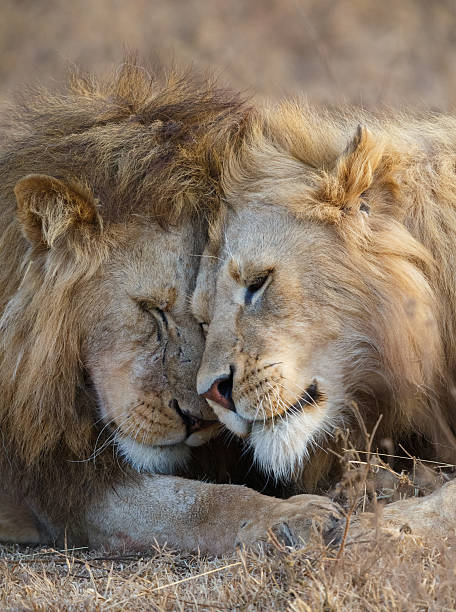 istock Lions Greeting, Tanzania Africa 618454600