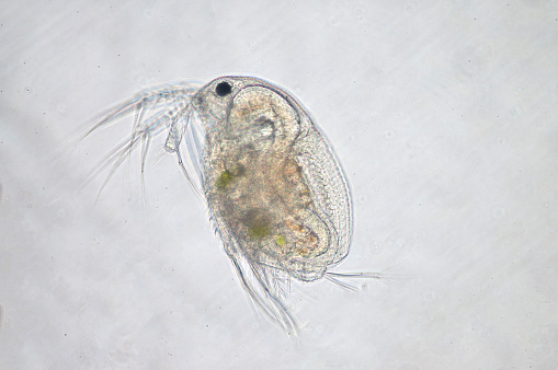 Water flea (Moina macrocopa) under microscope view