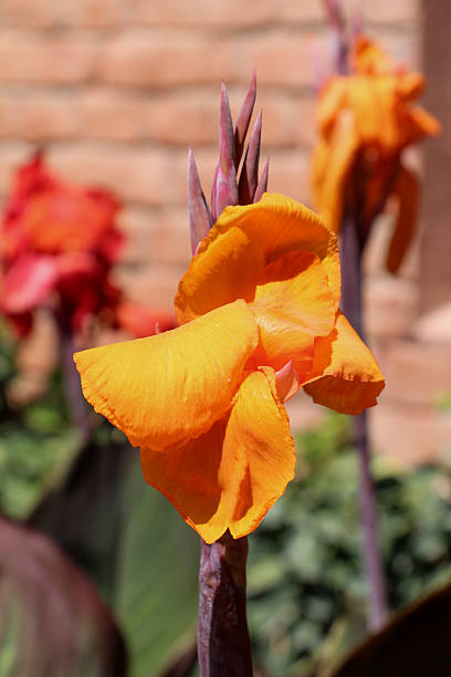 istock Beautiful  Iris flowers in nature 618454626