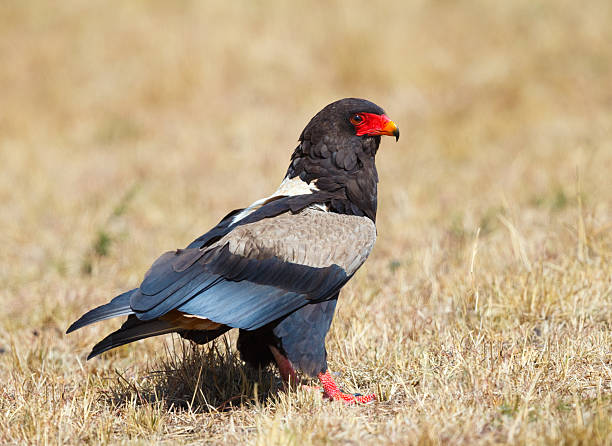 Bateleur Eagle 
