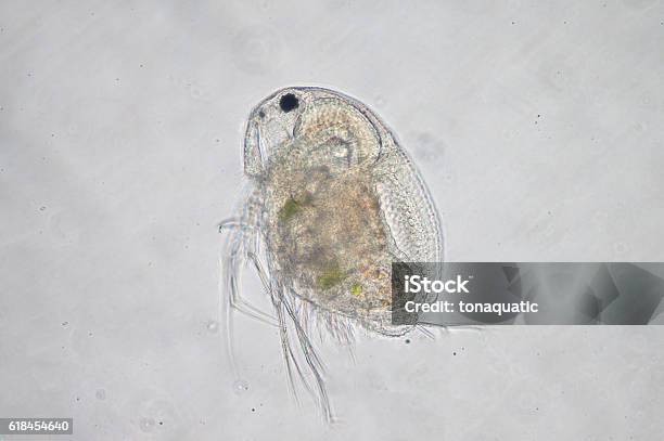 Water Fly Microscope Water Flea Under Microscope View Stock Photo - Download Image Now ...