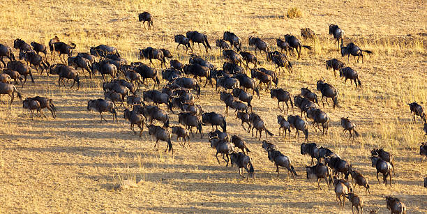 troupeau de gnous migrant à travers le serengeti - gnou photos et images de collection