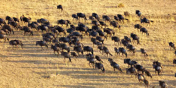 Wildebeest Herd 