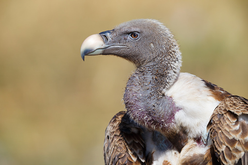 Rappell's Vulture  