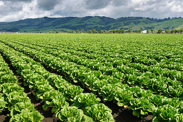 istock Rows of Romaine Lettuce Growing on Farm 618454714