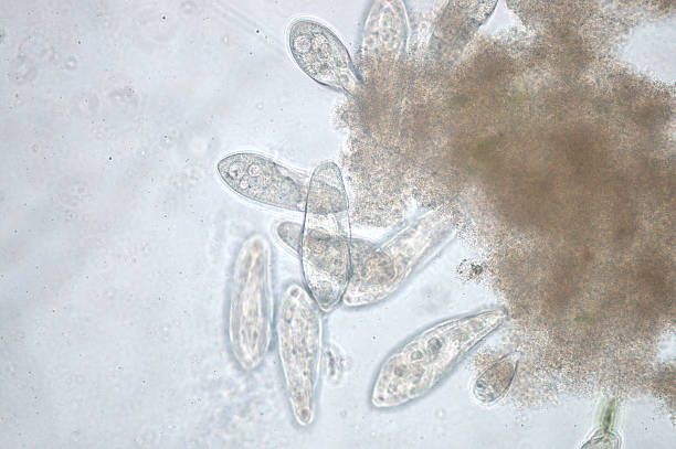 istock Paramecium is a genus of unicellular ciliated protozoa 618454722