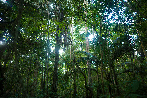 National Park and Natural Integrated Management Area Madidi is among the provinces Abel Iturralde and Franz Tamayo, northwest of the Department of La Paz, Bolivia being the most Global Biodiversity Reserve.