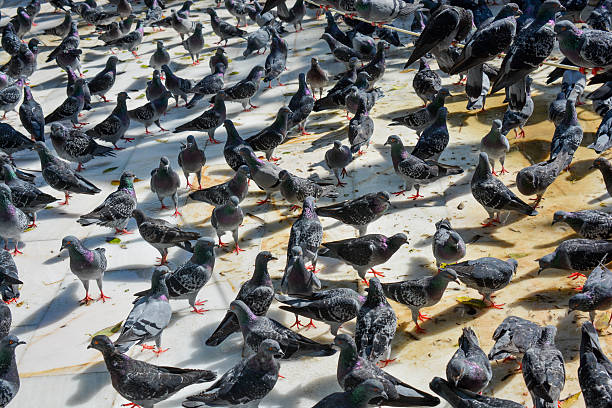 istock Pigeons in street 618456614
