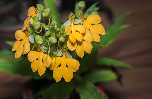 Habenaria rhodocheila, yellow orchid flower