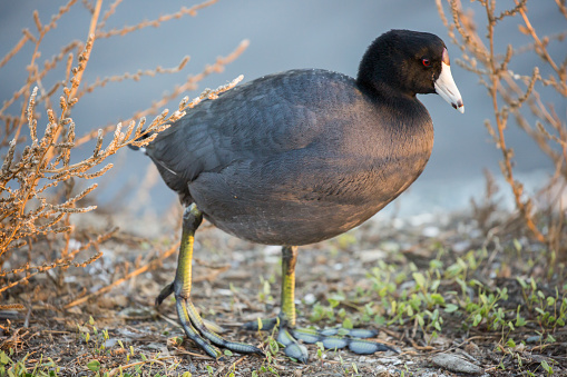 The American coot, also known as a mud hen, is a bird of the family Rallidae.
