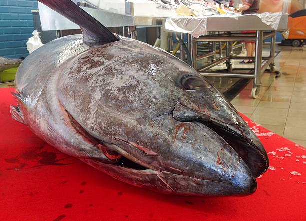istock Whole huge fresh red tuna at fish market 618458372