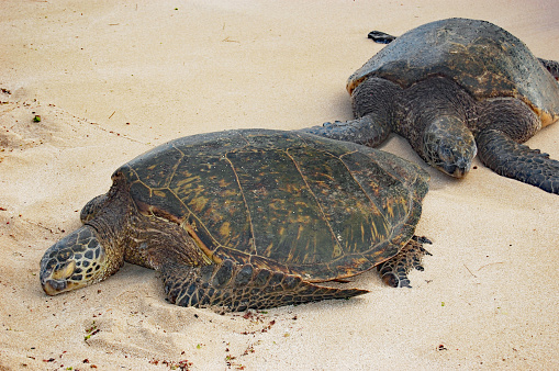 green sea turtles resting in the sun on Oahu beach, Hawaii