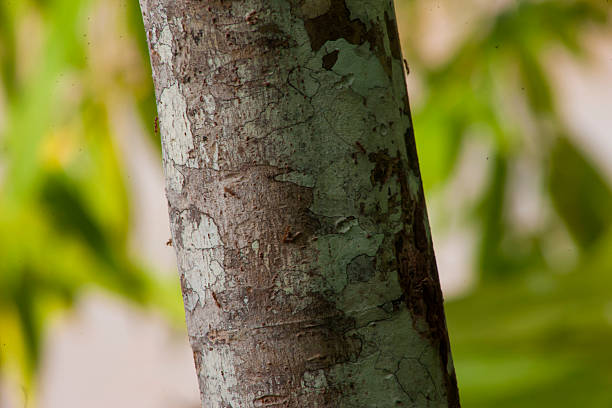 istock Madidi National Park Bolivian Amazon 618459290