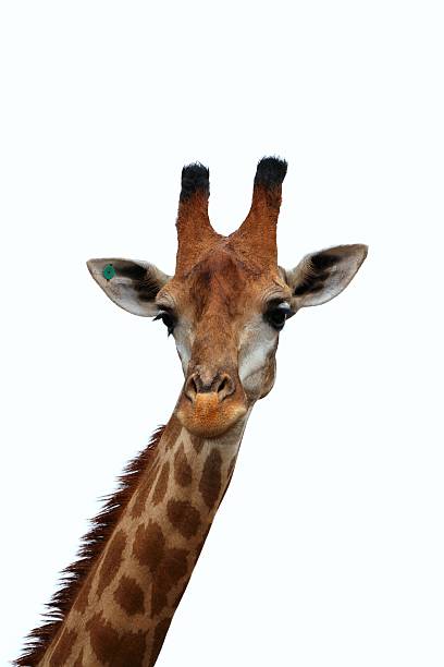istock Head and neck of a giraffe isolated on white background 618459458
