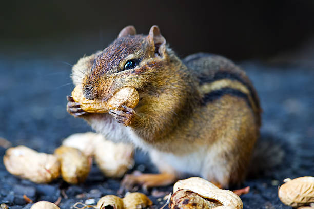 esquilo com bochechas recheadas - chipmunk - fotografias e filmes do acervo