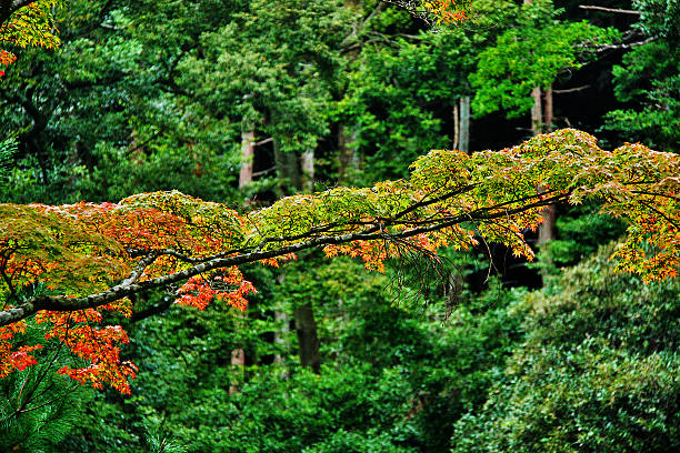 color changing of maple leaves in the garden of kinkaku-ji, kyoto - kyoto city kyoto prefecture kinkaku ji temple temple imagens e fotografias de stock